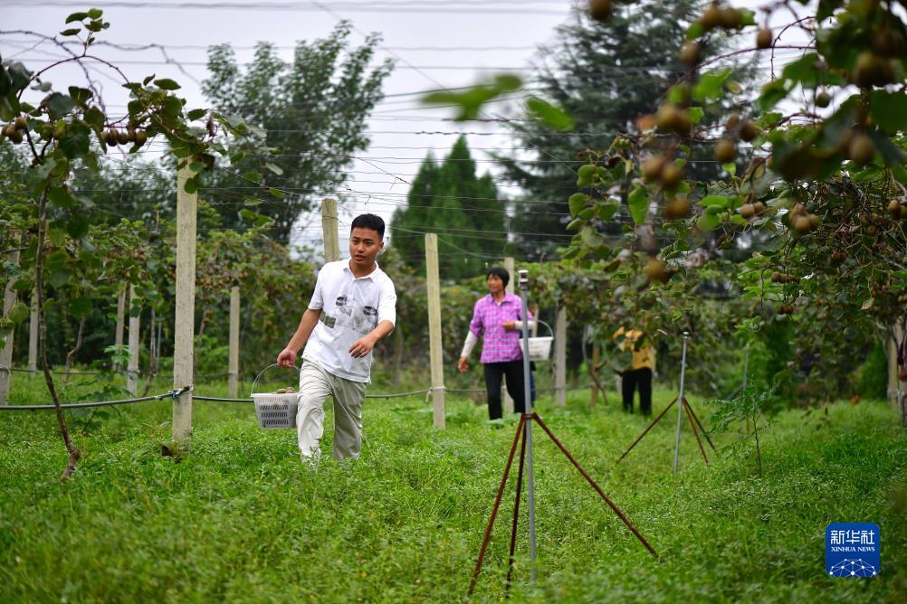 菠菜软件怎么下载